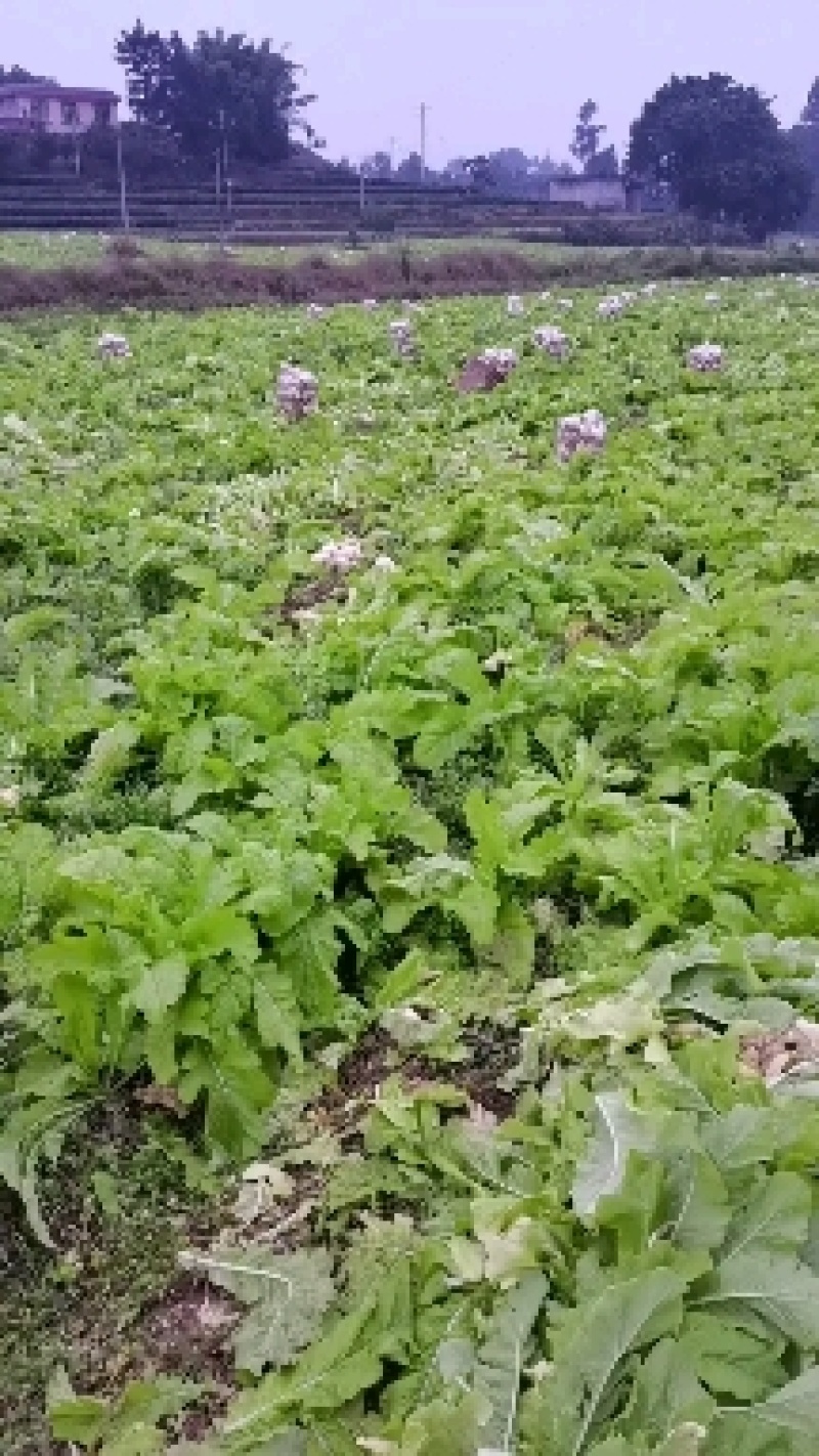 精品本地圆萝卜每天20吨，量大从优。欢迎各位老板们骚扰我