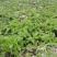精品本地圆萝卜每天20吨，量大从优。欢迎各位老板们骚扰我
