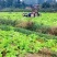 精品本地圆萝卜每天20吨，量大从优。欢迎各位老板们骚扰我