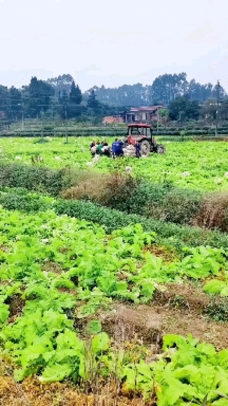 精品本地圆萝卜每天20吨，量大从优。欢迎各位老板们骚扰我