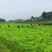 精品本地圆萝卜每天20吨，量大从优。欢迎各位老板们骚扰我