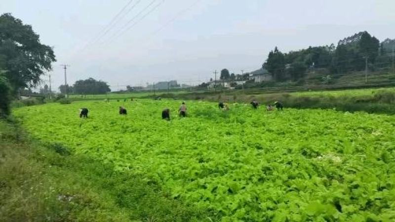 精品本地圆萝卜每天20吨，量大从优。欢迎各位老板们骚扰我
