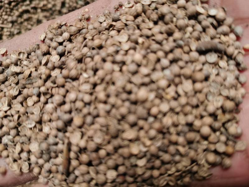 香菜籽可药食兼用药用香料调味品炖菜炖肉提味