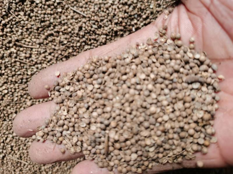 香菜籽可药食兼用药用香料调味品炖菜炖肉提味