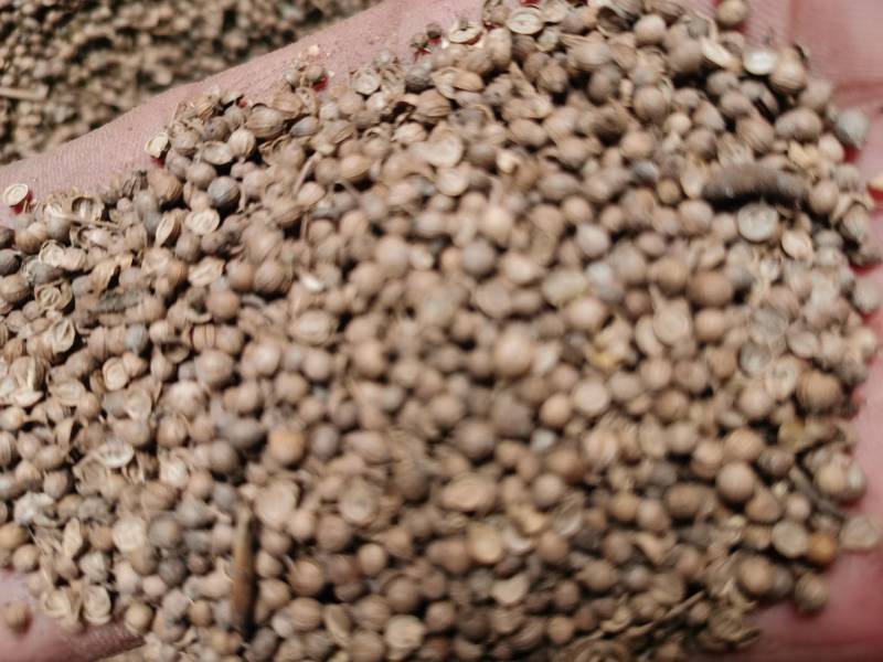 香菜籽可药食兼用药用香料调味品炖菜炖肉提味
