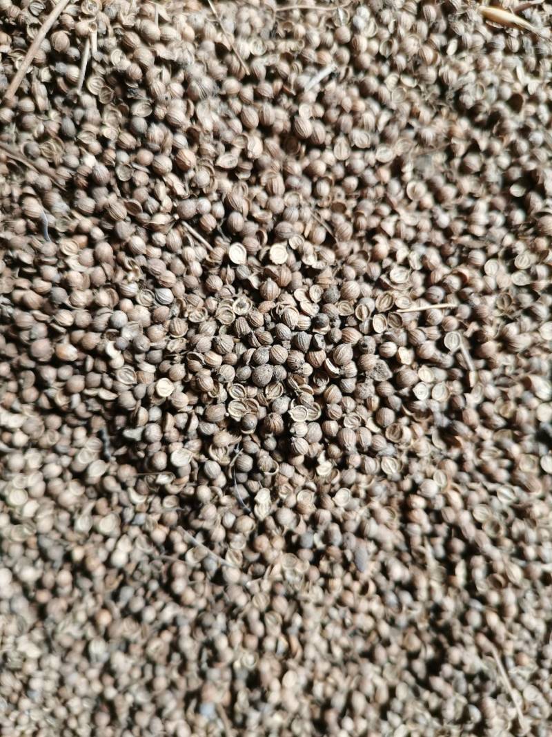 香菜籽可药食兼用药用香料调味品炖菜炖肉提味