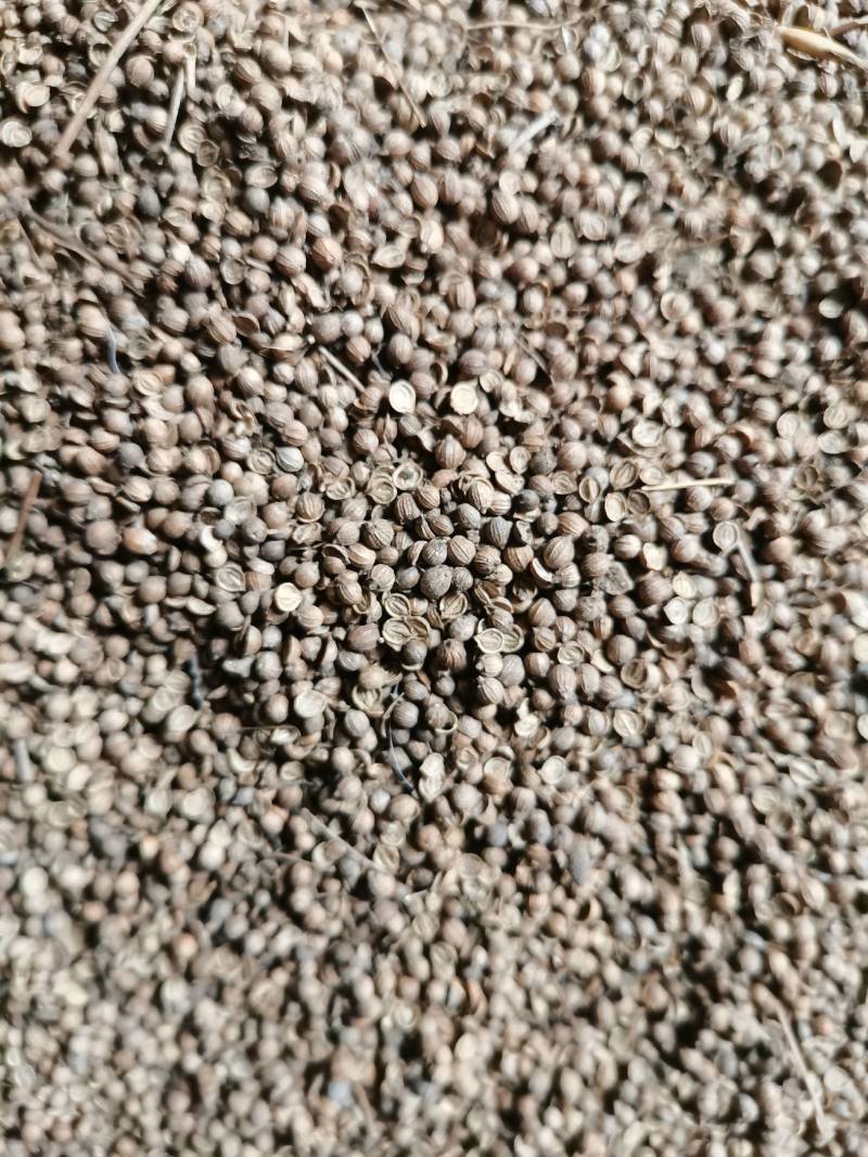 香菜籽可药食兼用药用香料调味品炖菜炖肉提味