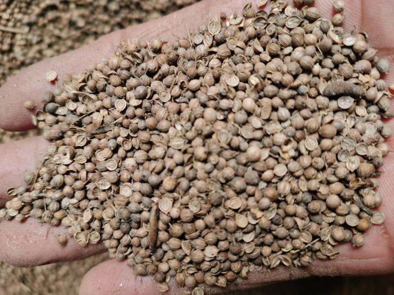 香菜籽可药食兼用药用香料调味品炖菜炖肉提味