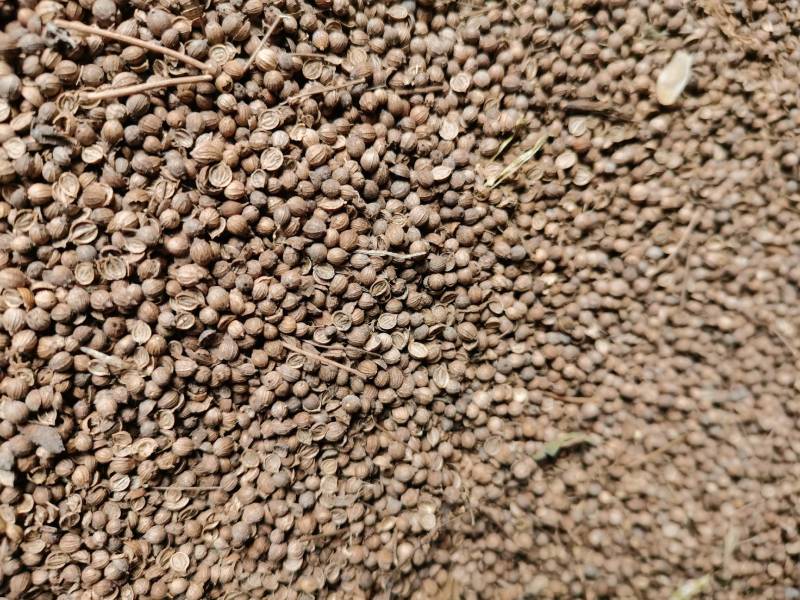 香菜籽可药食兼用药用香料调味品炖菜炖肉提味