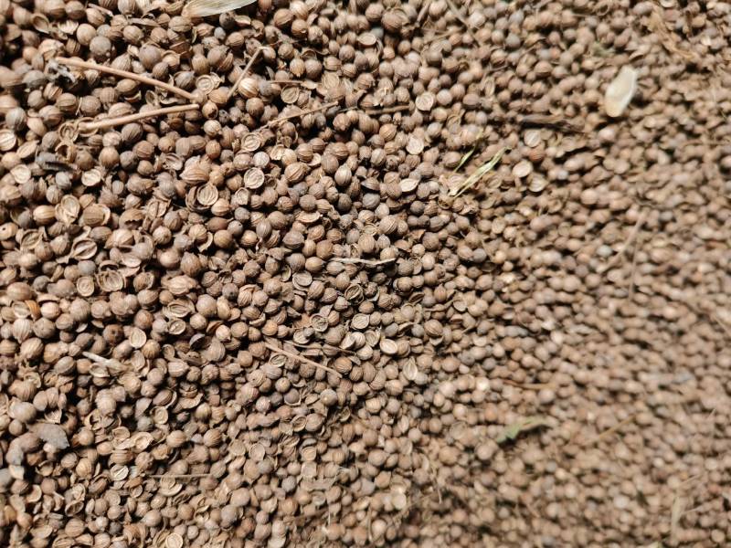 香菜籽可药食兼用药用香料调味品炖菜炖肉提味