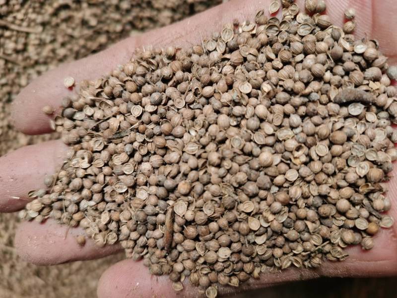 香菜籽可药食兼用药用香料调味品炖菜炖肉提味
