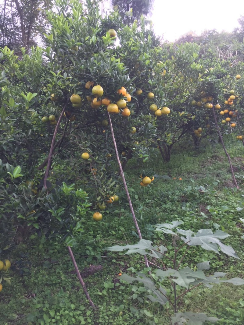 有市场需要的可以联系四川资阳碰柑