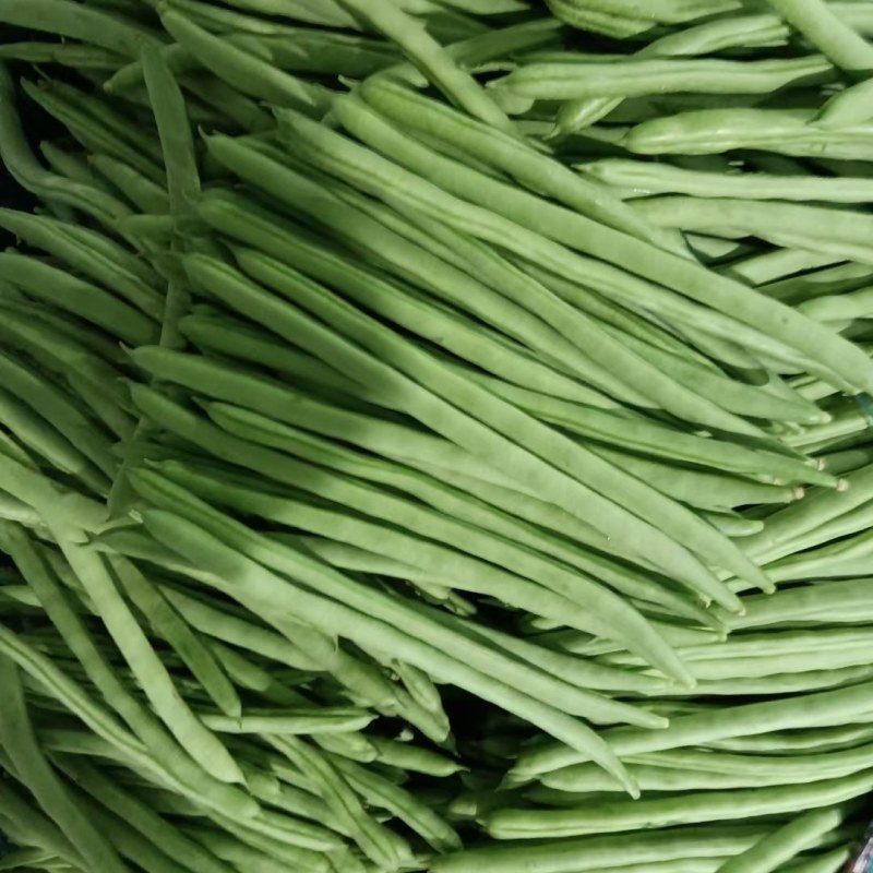 云南小金豆四季豆大量上市中长期供应电联优惠