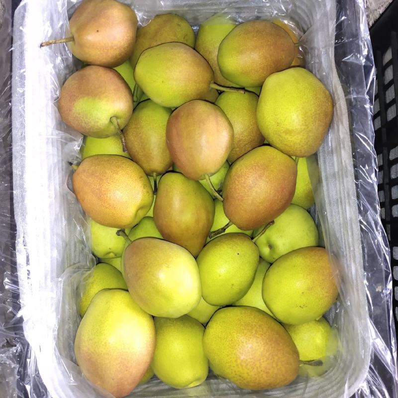 山西临猗冷库红香酥梨大量出库中，对接电商，商超，批发市场