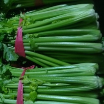 精品河南芹菜西芹大棚蔬菜65-70厘米以上，大量现货