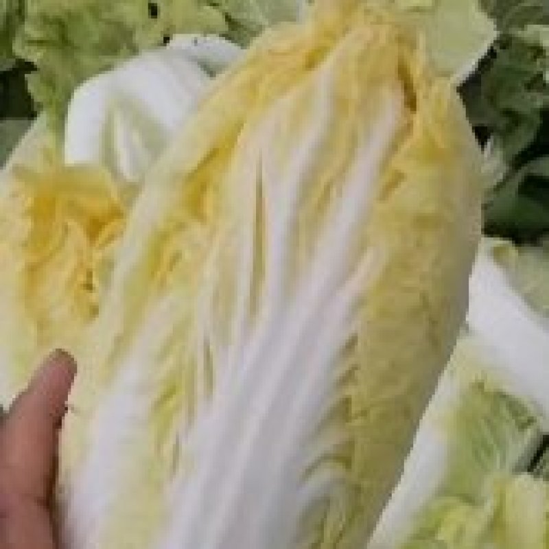 娃娃菜河南鹿邑小娃娃菜，可视频看货支持线上交易