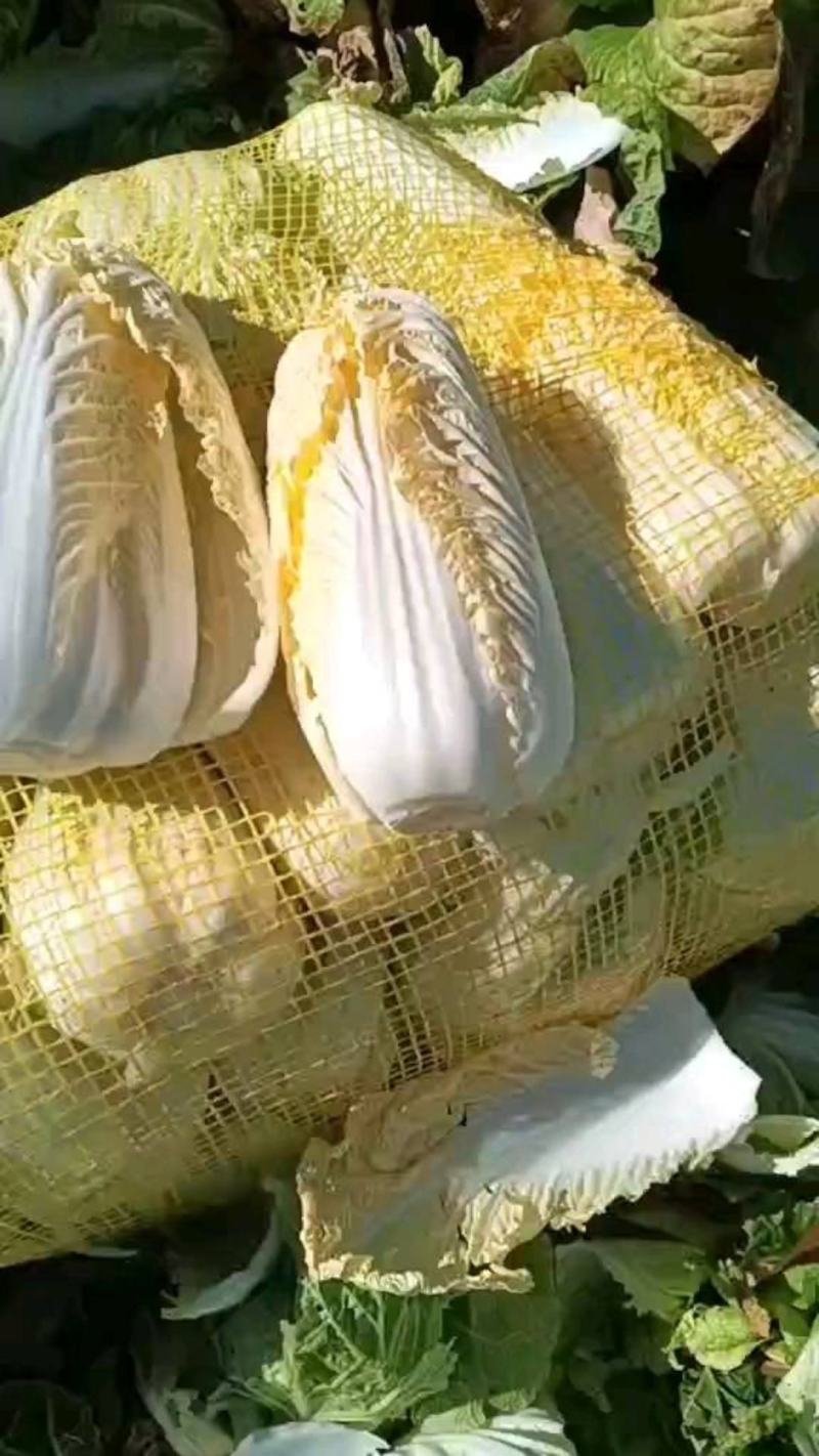 娃娃菜河南鹿邑小娃娃菜，可视频看货支持线上交易