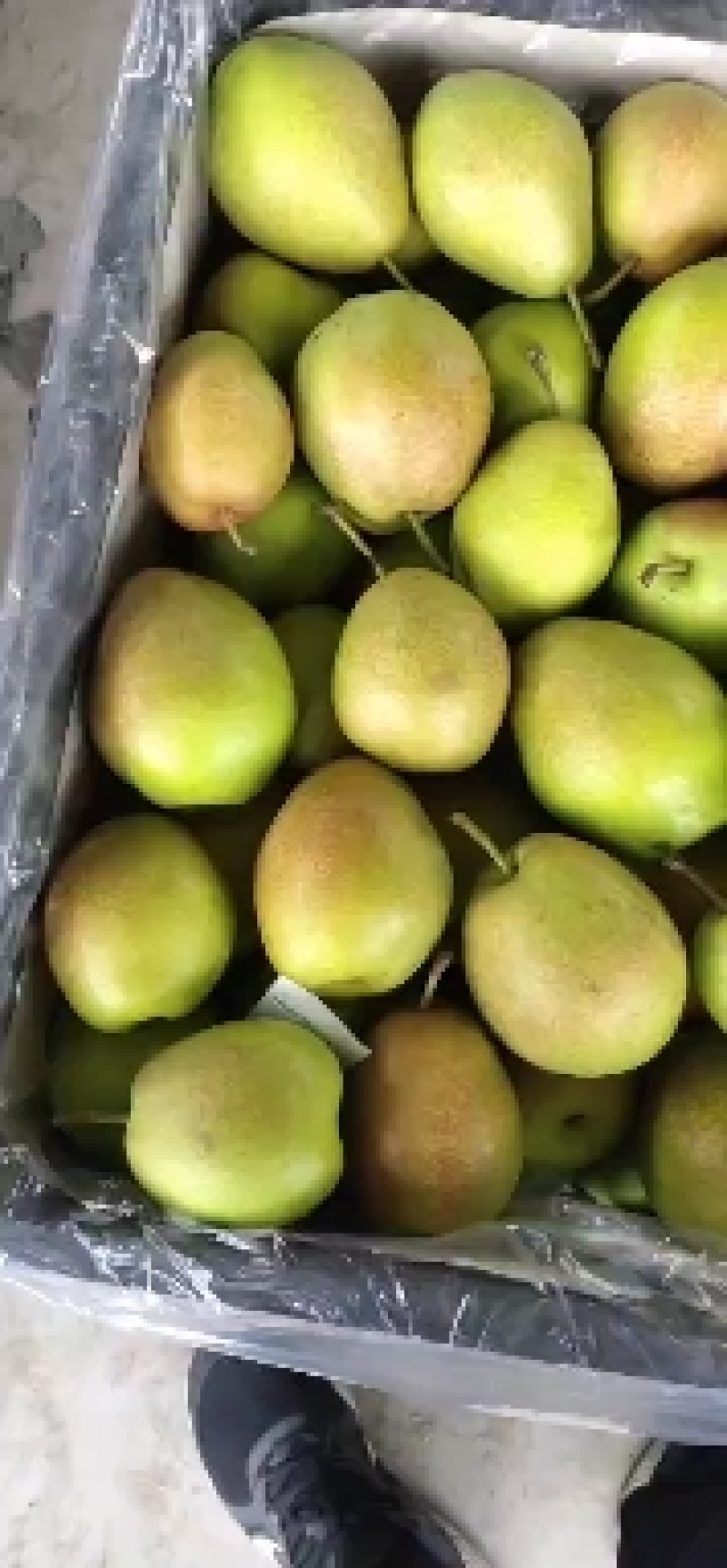 山西临猗冷库红香酥梨大量出库中，对接电商，商超，批发市场
