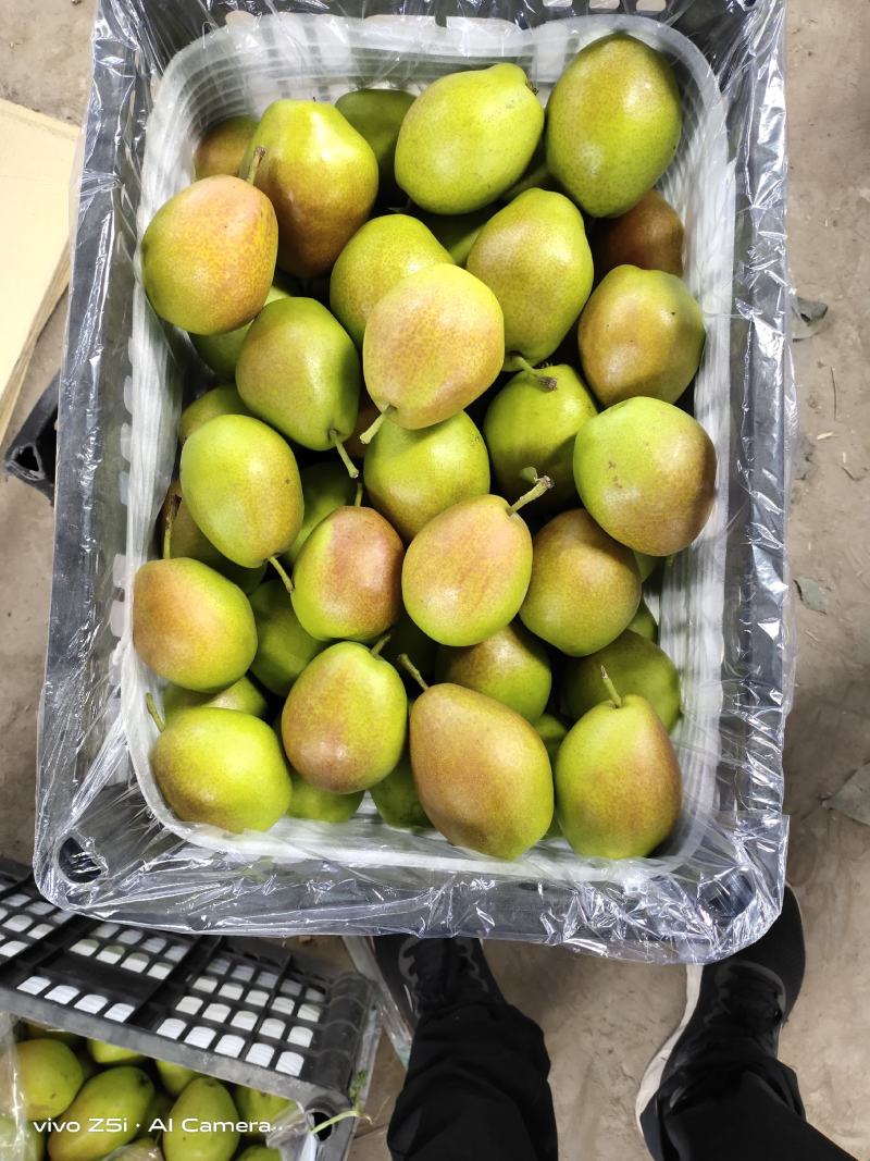 山西临猗冷库红香酥梨大量出库中，对接电商，商超，批发市场