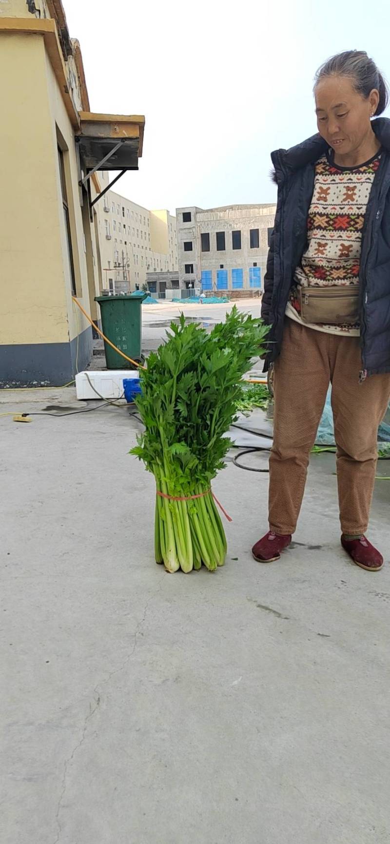 精品河南芹菜西芹大棚蔬菜65-70厘米以上，大量现货