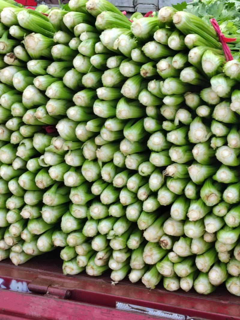 精品河南芹菜西芹大棚蔬菜65-70厘米以上，大量现货