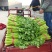 精品河南芹菜西芹大棚蔬菜65-70厘米以上，大量现货