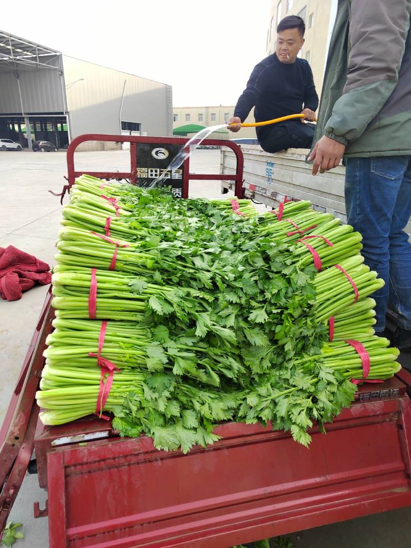 精品河南芹菜西芹大棚蔬菜65-70厘米以上，大量现货