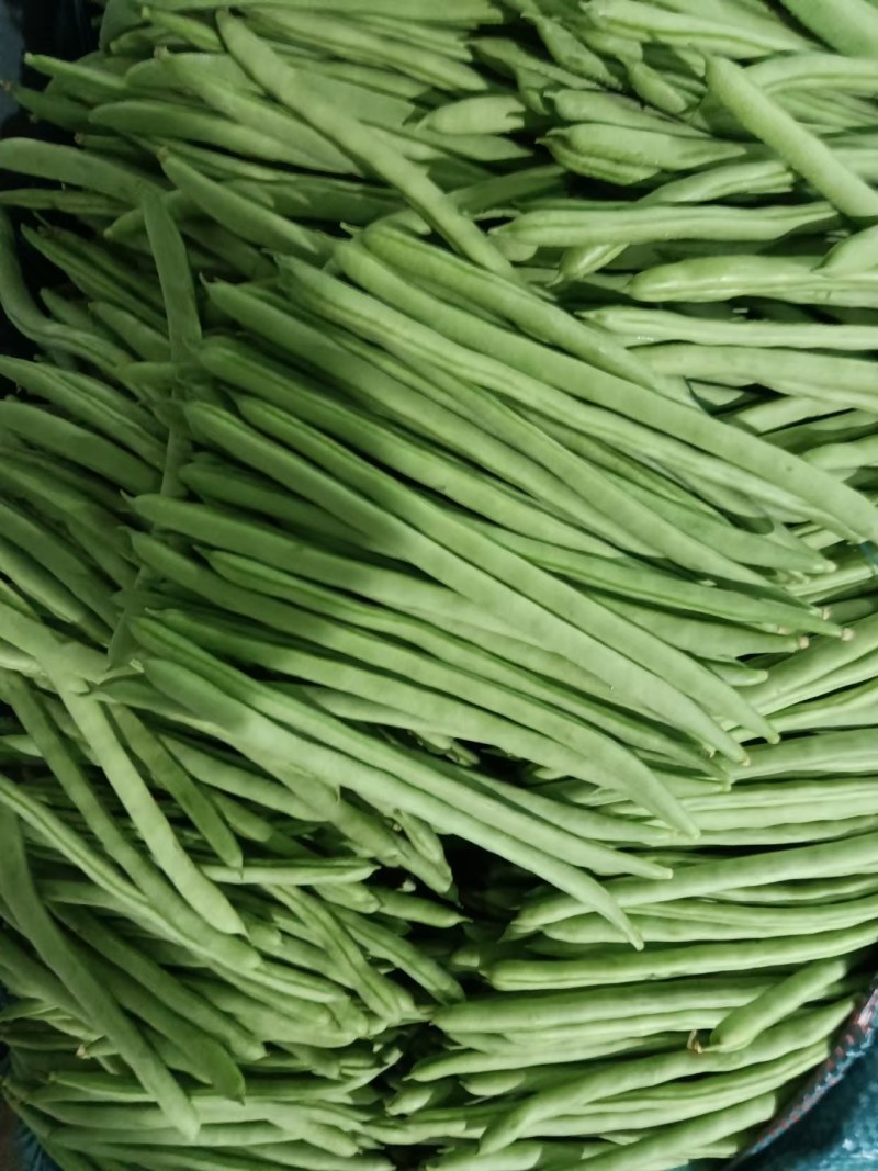 云南小金豆四季豆大量上市中长期供应电联优惠