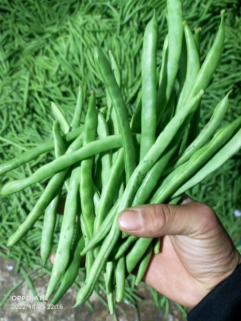 云南小金豆四季豆大量上市中长期供应电联优惠