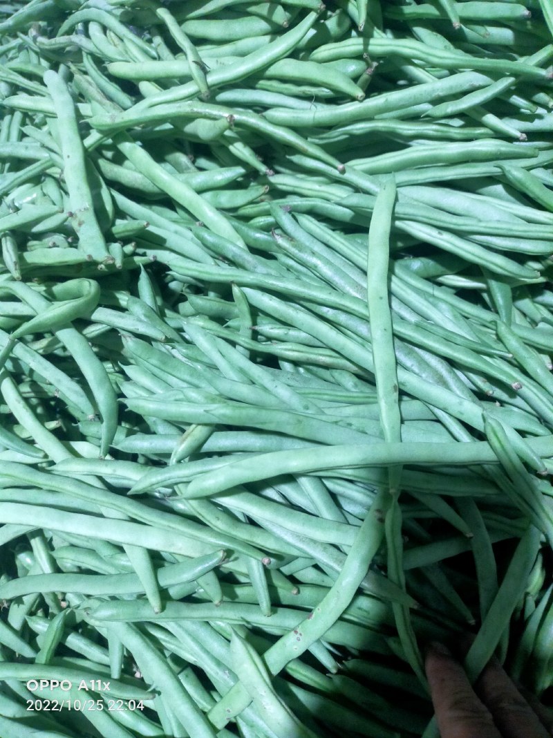 云南小金豆四季豆大量上市中长期供应电联优惠