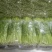【芹菜推荐】我是辽宁省锦州市蔬菜代办常年出售芹菜。