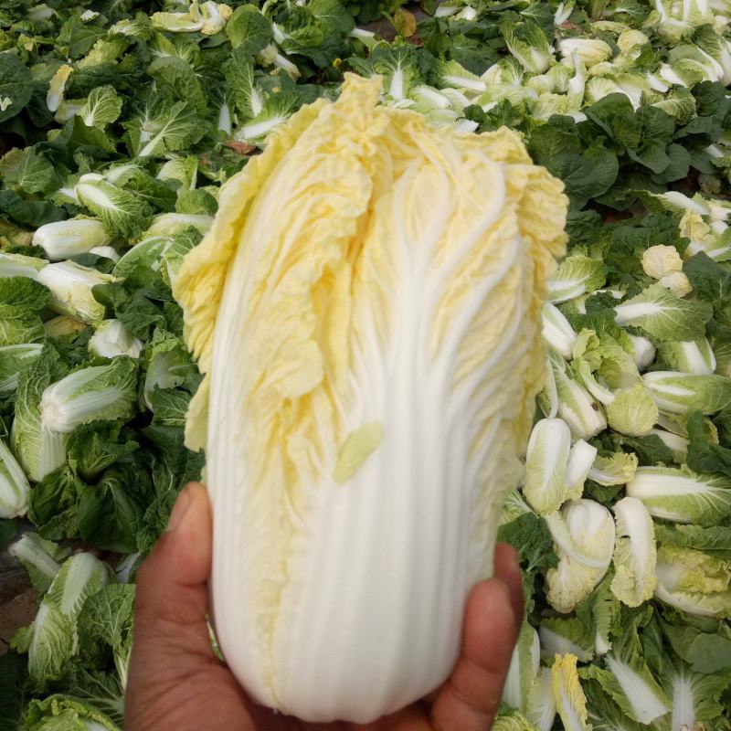娃娃菜河南鹿邑小娃娃菜，可视频看货支持线上交易