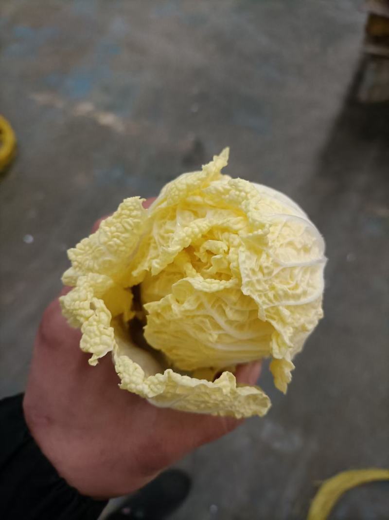 娃娃菜河南鹿邑小娃娃菜，可视频看货支持线上交易