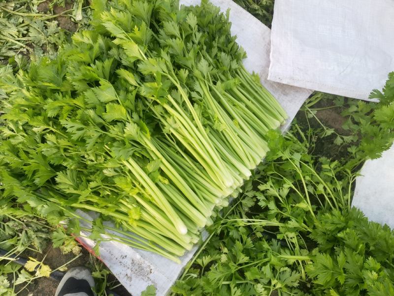 【芹菜推荐】我是辽宁省锦州市蔬菜代办常年出售芹菜。