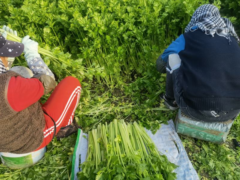 【芹菜推荐】我是辽宁省锦州市蔬菜代办常年出售芹菜。
