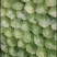 甘蓝菜大量有货有需要的联系我
