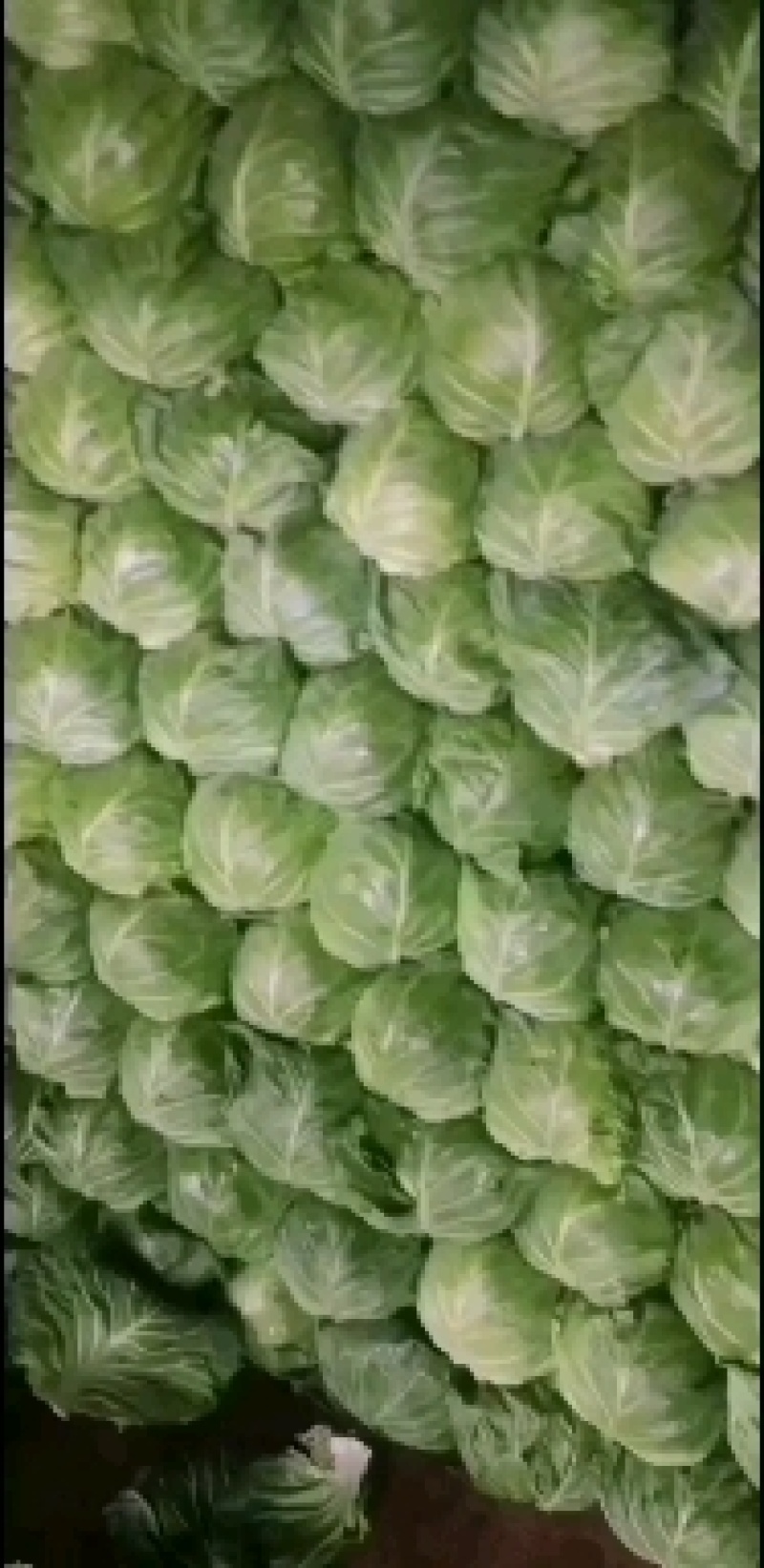 甘蓝菜大量有货有需要的联系我