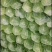 甘蓝菜大量有货有需要的联系我