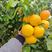 华美七号柑橘苗杂柑早熟品种早熟柑橘新品种