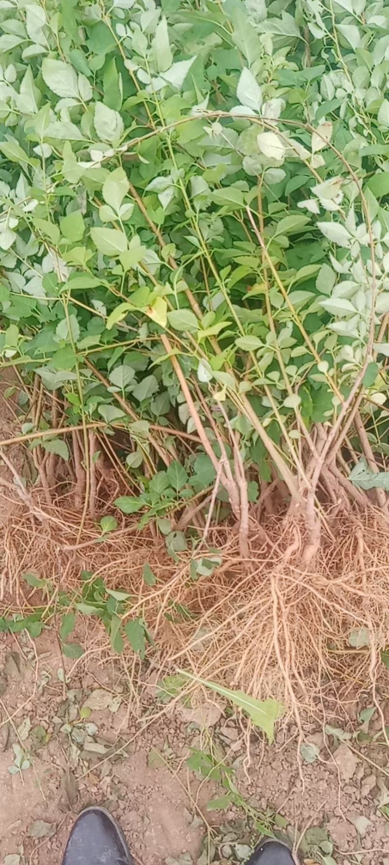 连翘苗山西药用，根系发达，成活率高，货源充足