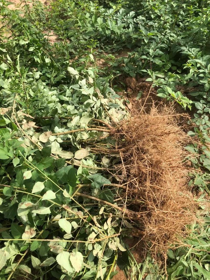 连翘苗山西药用，根系发达，成活率高，货源充足