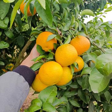 华美七号柑橘苗杂柑早熟品种早熟柑橘新品种