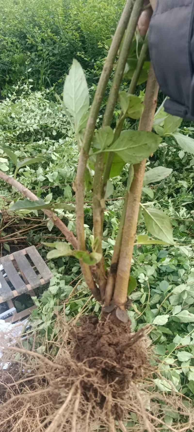 连翘苗山西药用，根系发达，成活率高，货源充足