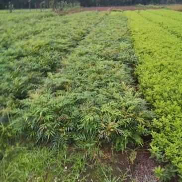【现采现发】十大功劳杯苗30-50公分大量有货成活率高
