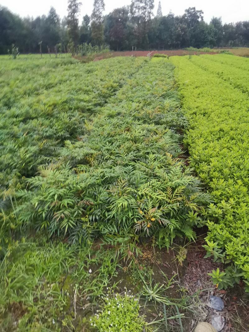 【现采现发】十大功劳杯苗30-50公分大量有货成活率高