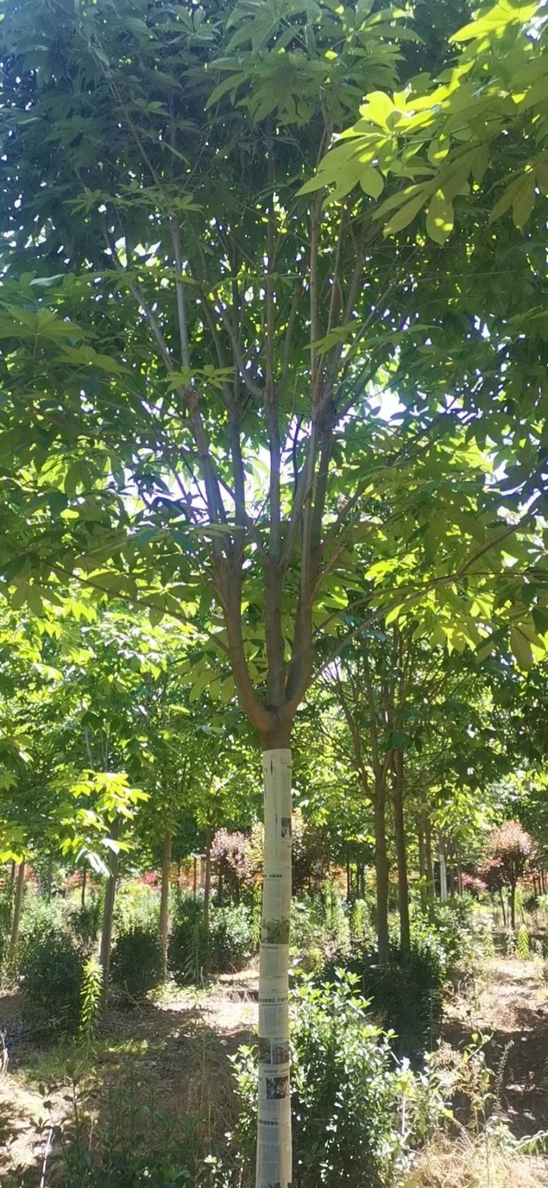 七叶树