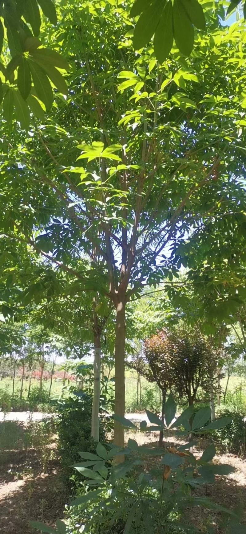 七叶树