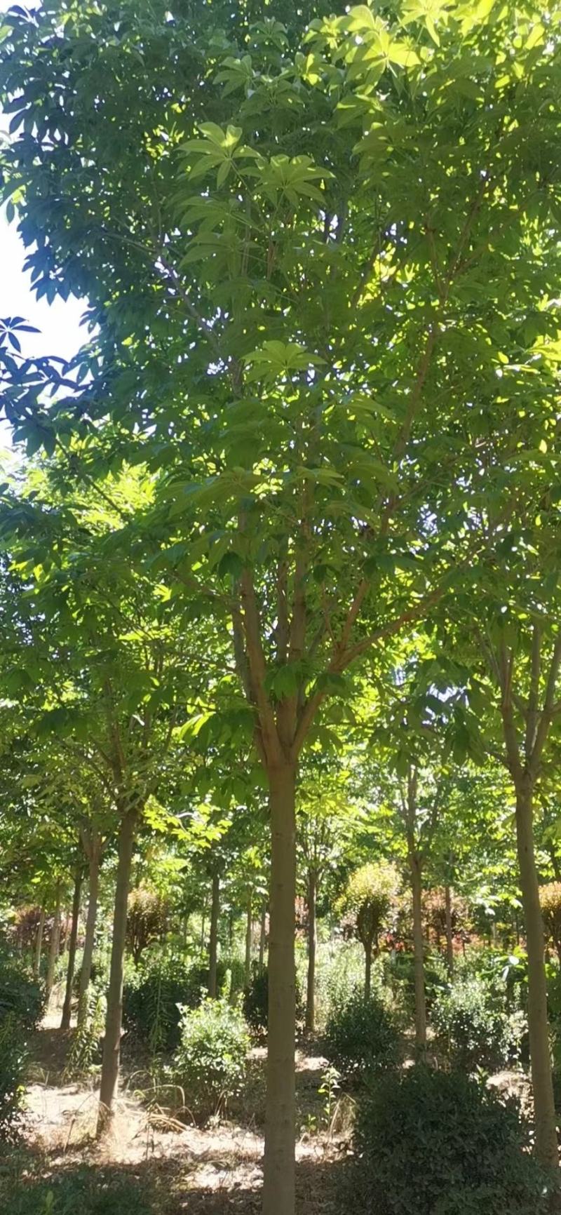 七叶树