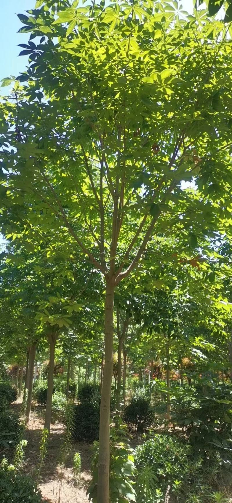 七叶树