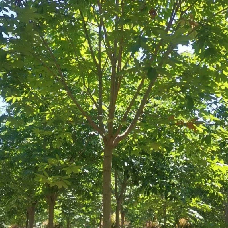 七叶树